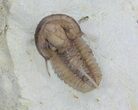 Scare Cyphaspis Trilobite - Large For Species #61691-4
